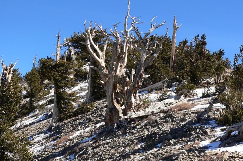 Pinus longaeva