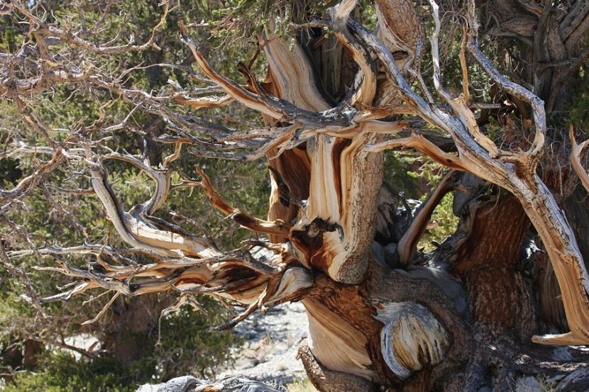 El árbol más antiguo del mundo: cuál es y dónde está