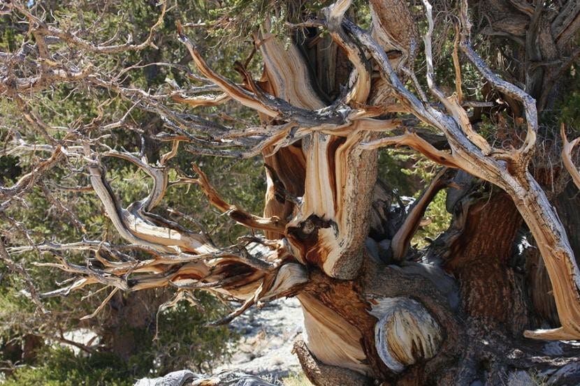 Pinus longaeva