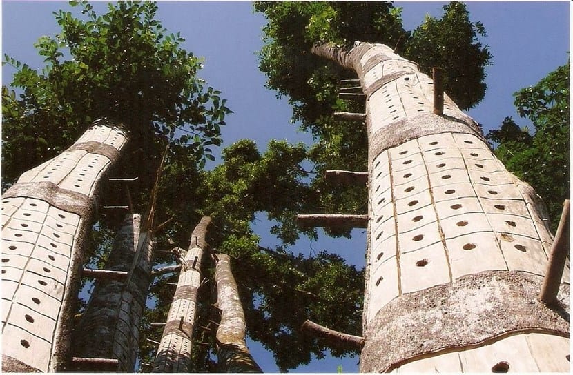 Aquilaria y la madera de agar: el árbol más caro