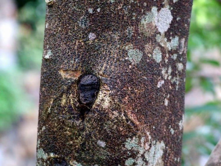 Fragmentos de madera de agar con la resina oscura característica