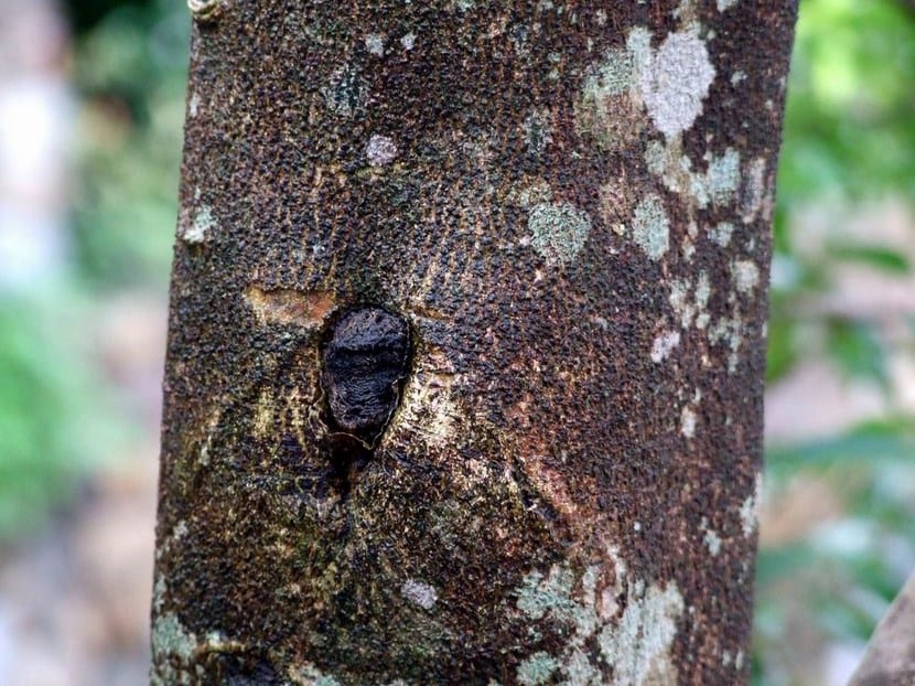 Madera de Agar