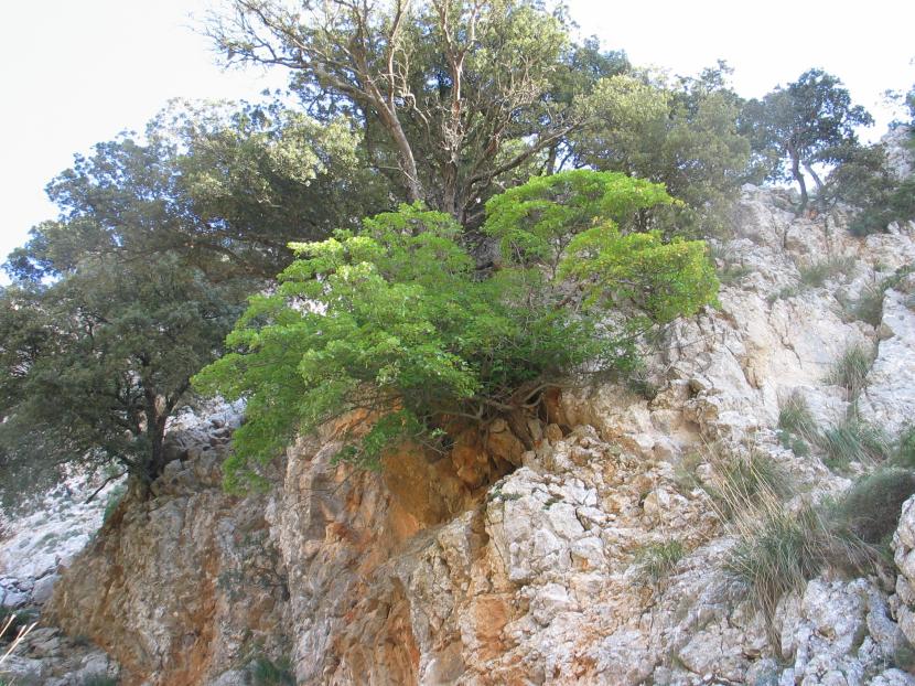 Acer opalus subsp. granatense