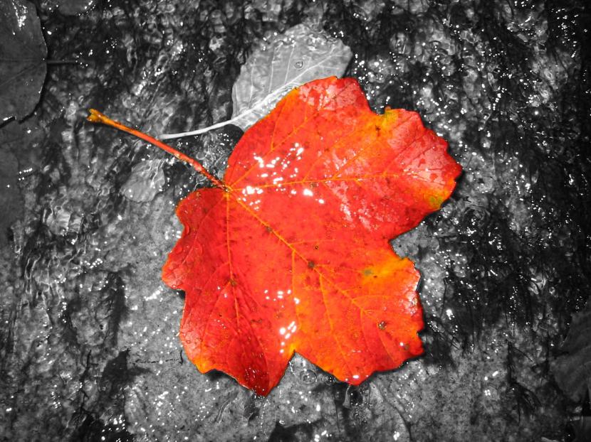 Acer opalus en otoño