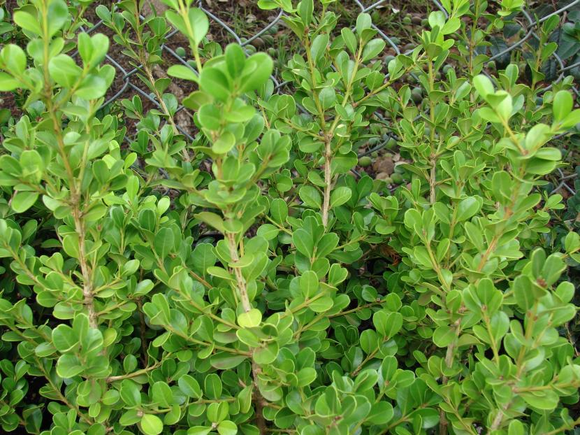 Buxus sempervirens