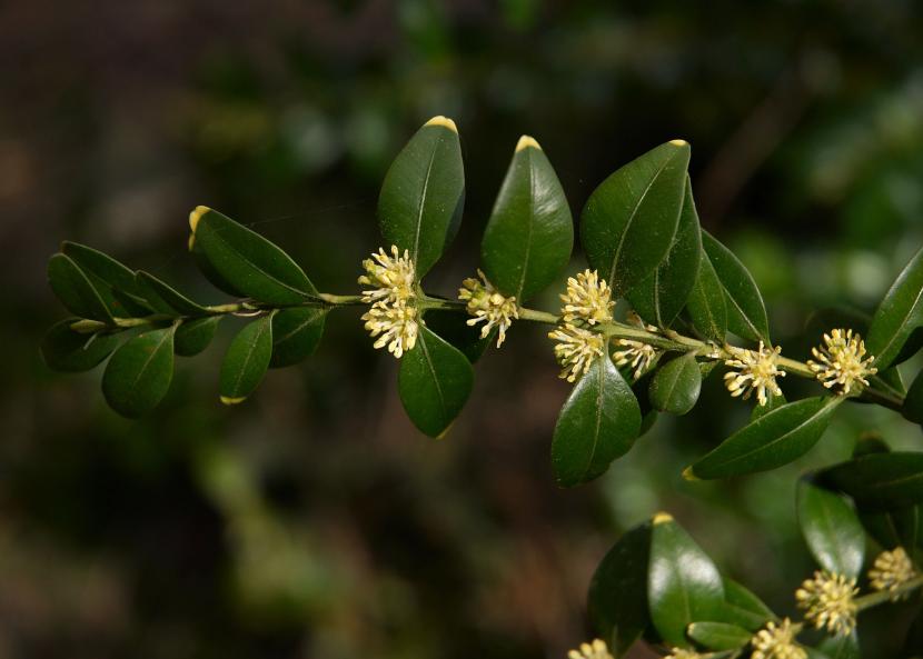 Flores de boj