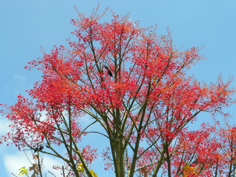 Brachychiton acerifolius