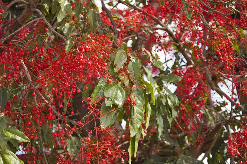 Brachychiton acerifolius