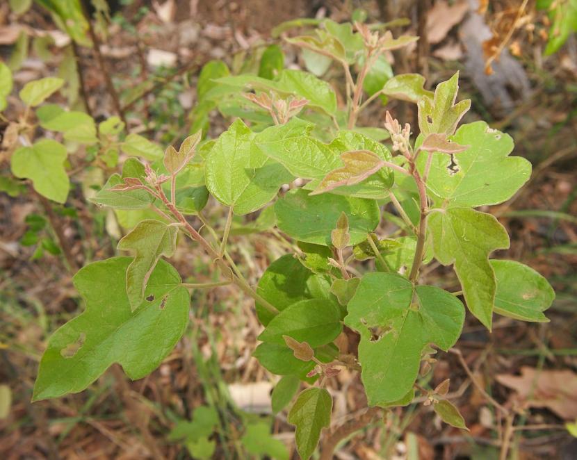 Brachychiton bidwillii