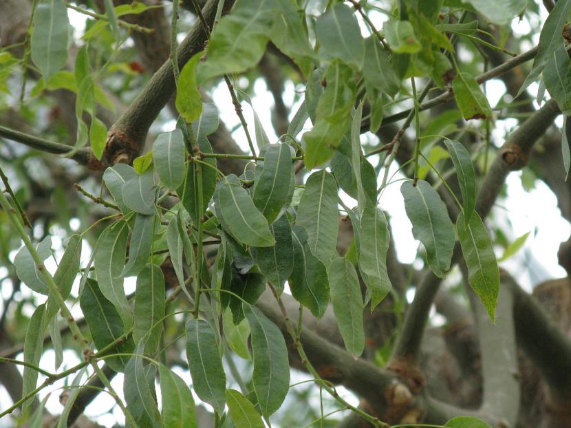 Hojas Brachychiton rupestris