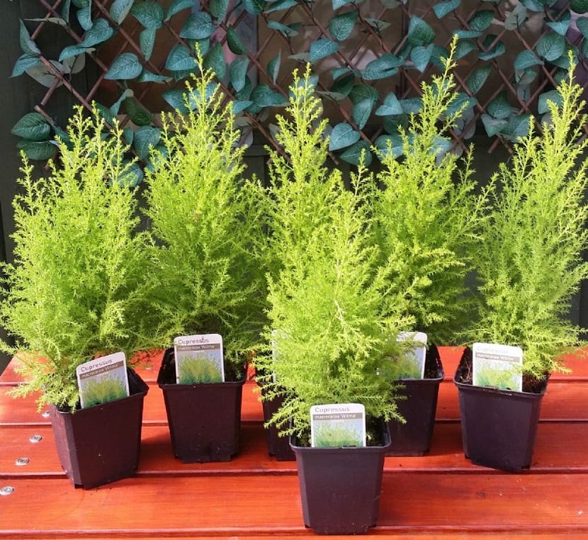 macetas coniferas enanas del arbol Cupressus macrocarpa