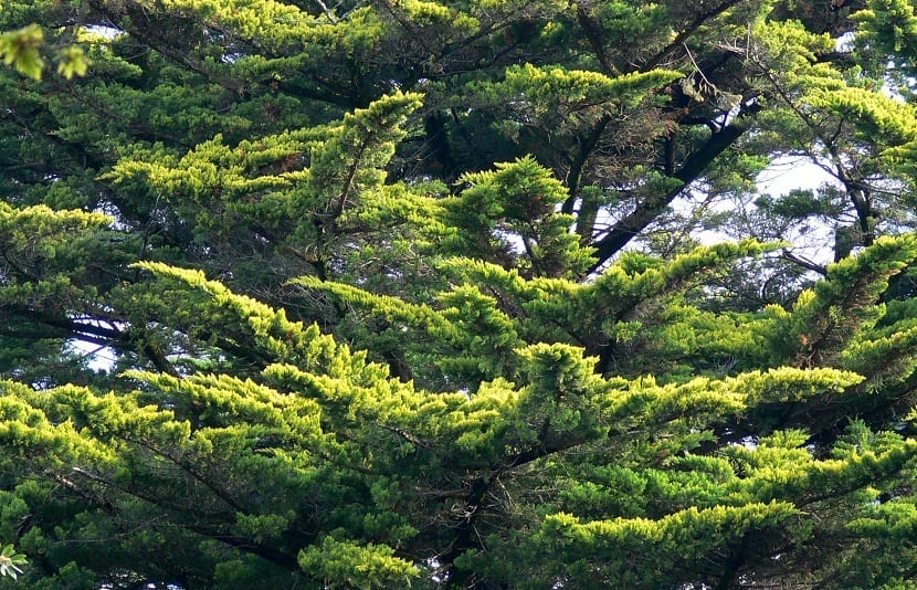 parte del arbol Cupressus macrocarpa con hojas verdes