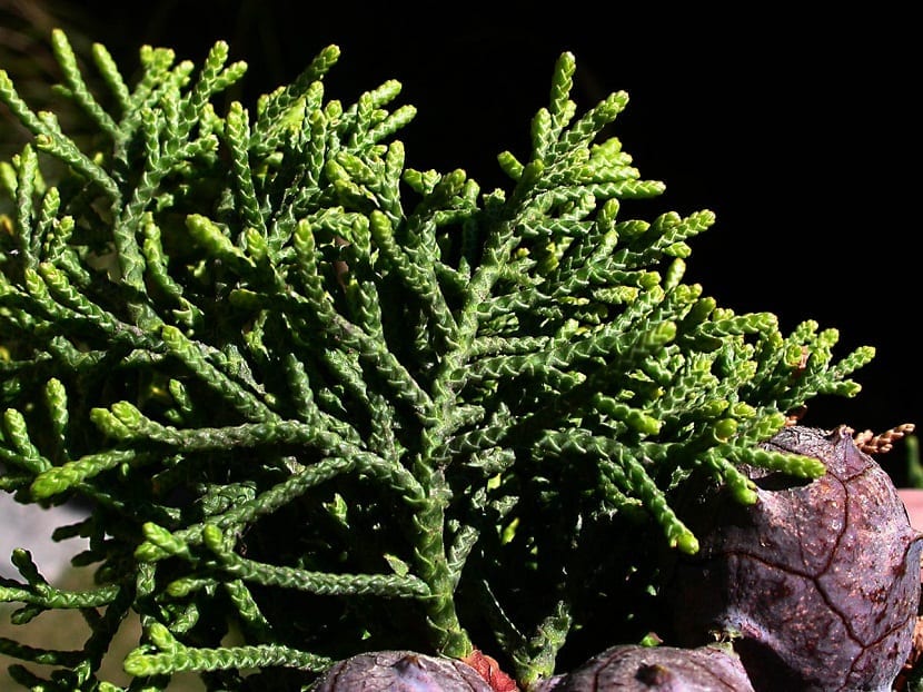 rama de cerca del arbol Cupressus macrocarpa o Cipres limon