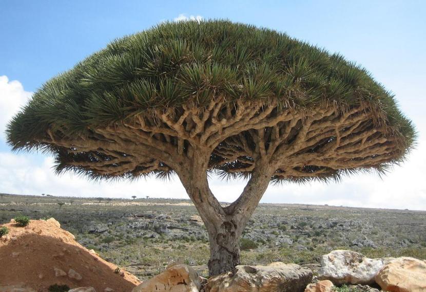 Árbol sangre de dragón: qué especie es y cómo cultivarlo