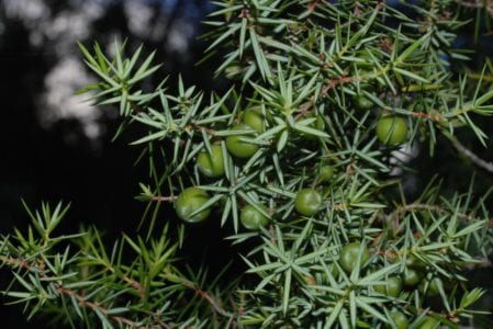 Hojas y gálbulos de Juniperus oxycedrus