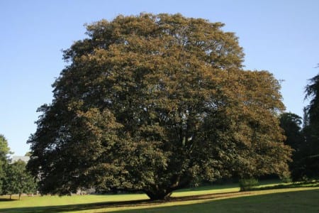 Follaje purpúreo del cultivar Acer pseudoplatanus Atropurpureum