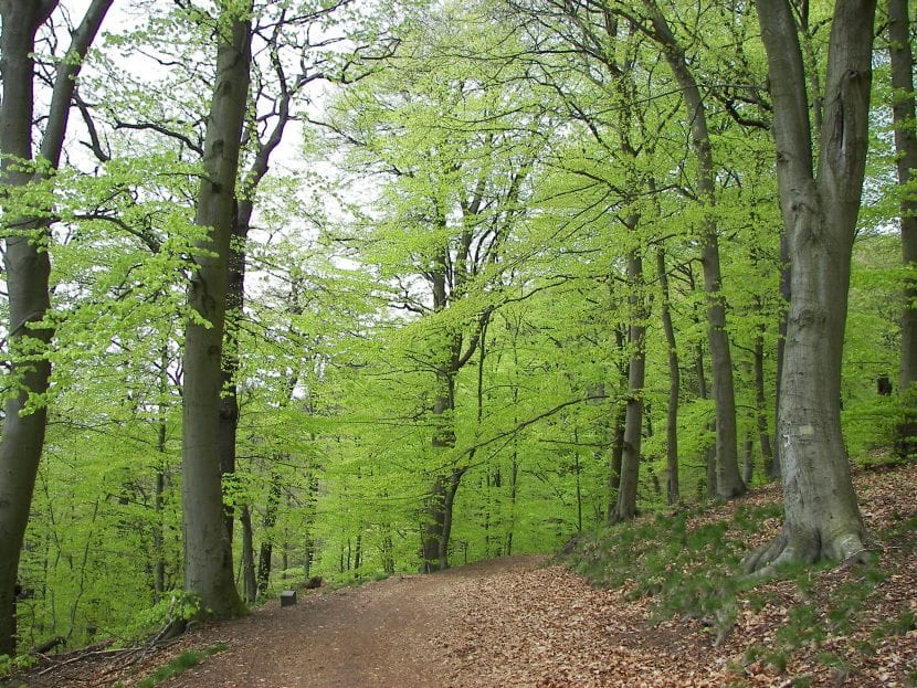 Las hayas suelen formar bosques llamados hayedos