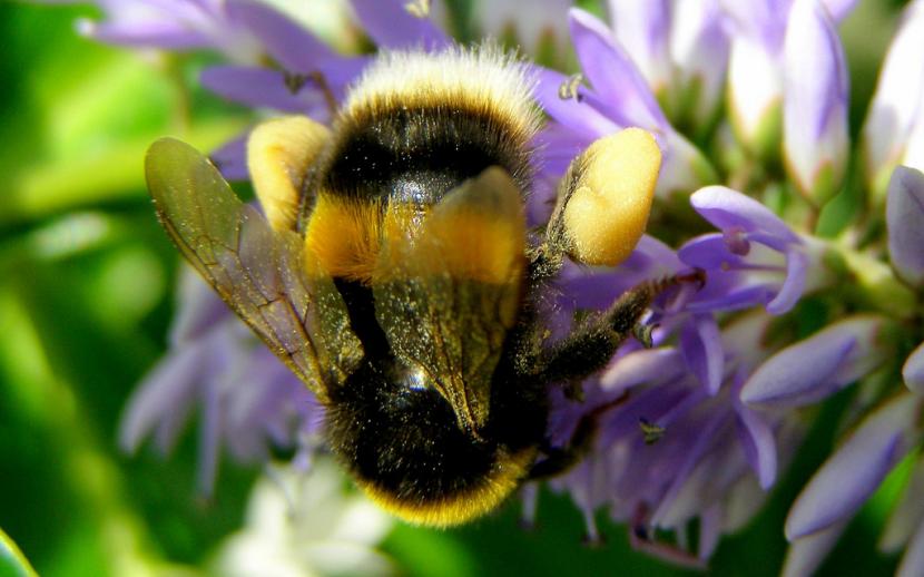 Abeja en hebe