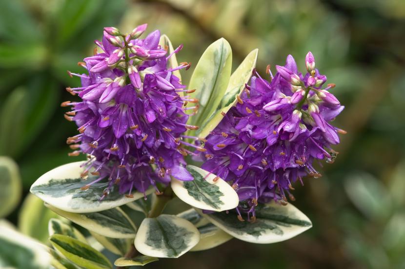 Hebe: cultivo, poda y variedades para jardín seco