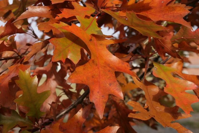 Quercus palustris en otoño