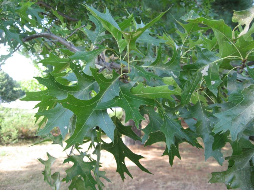 Roble de los pantanos: cultivo, suelo y clorosis