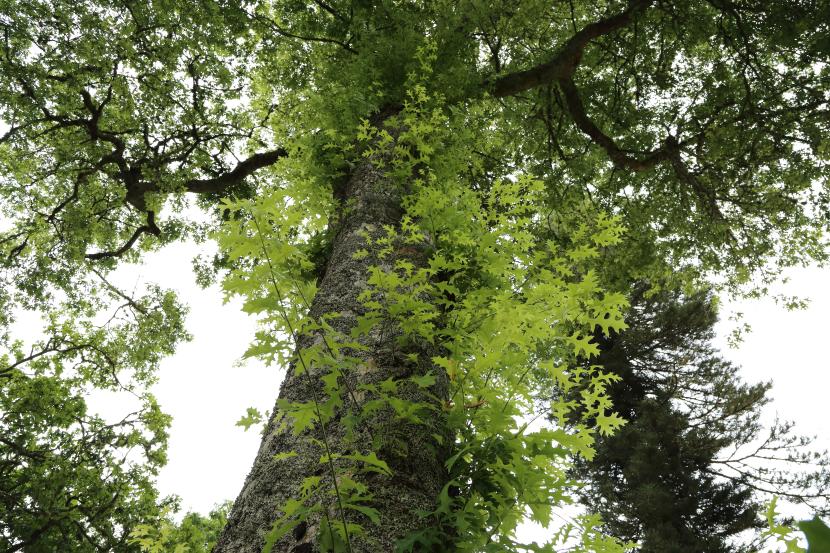 Quercus palustris