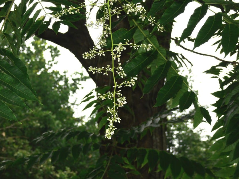 Cedrela sinensis