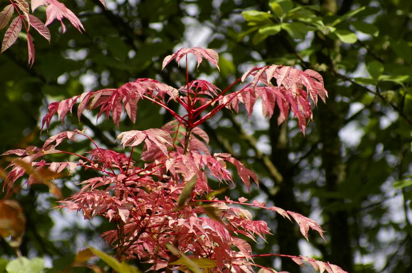 Cedro de China (Toona sinensis): cultivo y cuidados
