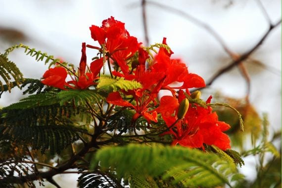Flamboyant: cuidados del primer año desde semilla