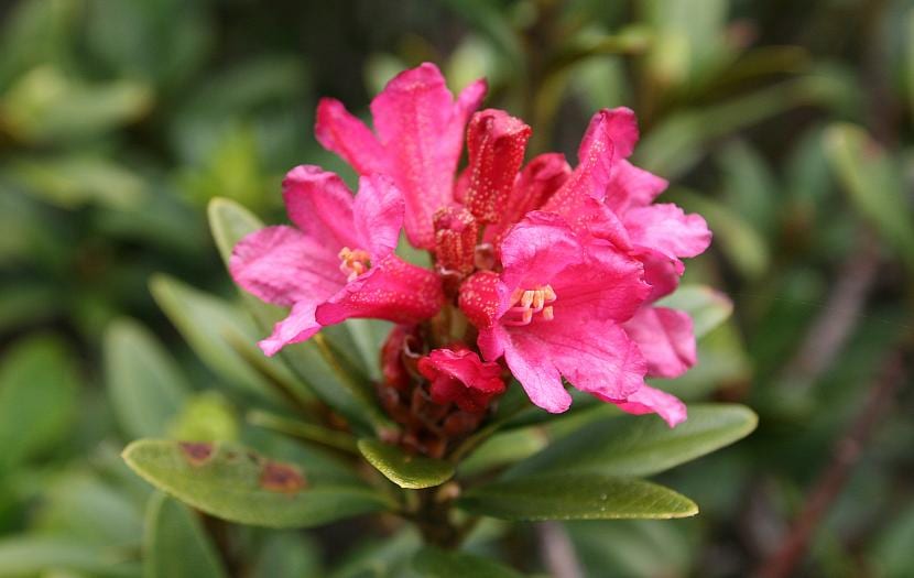 Rododendro de flores rosas