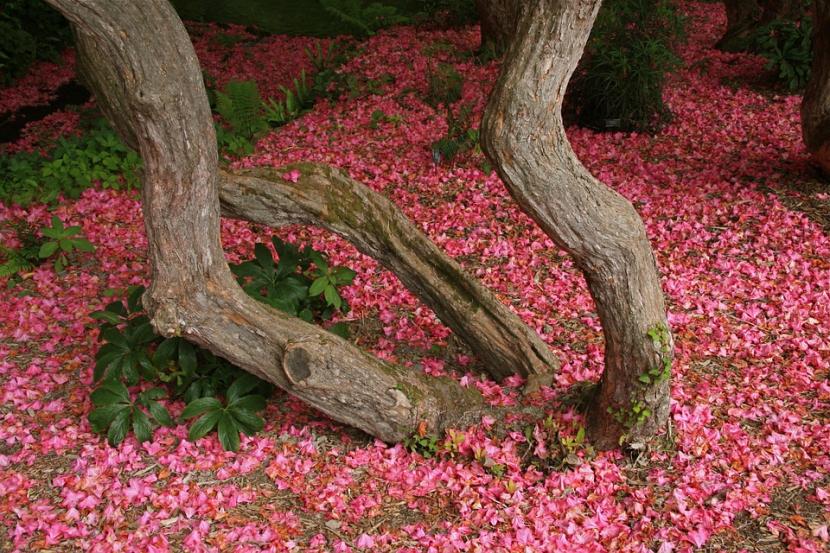 Pétalos de flores de rododendro