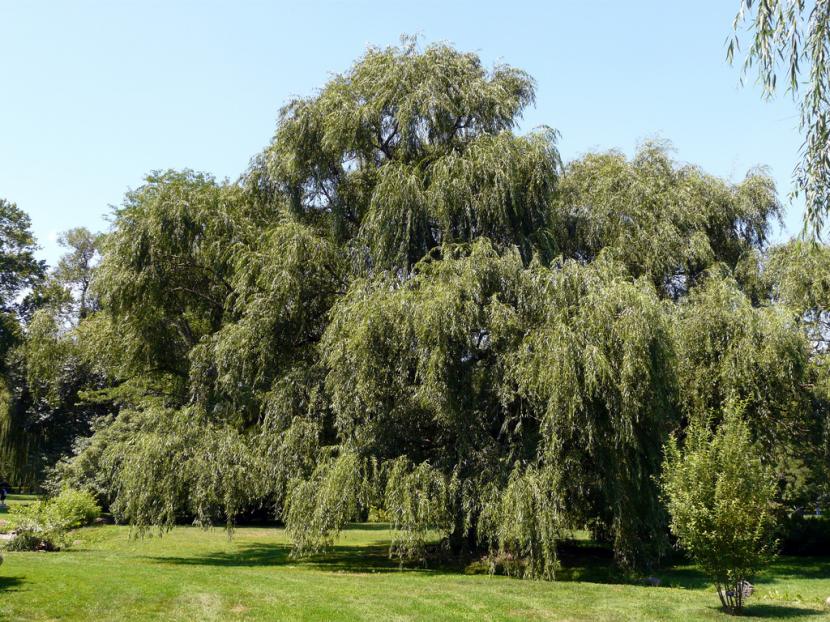 Árbol de Sauce llorón