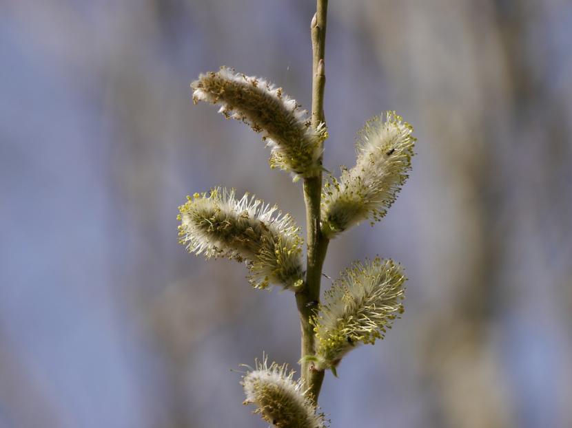 Inflorescencia de Sauce llorón