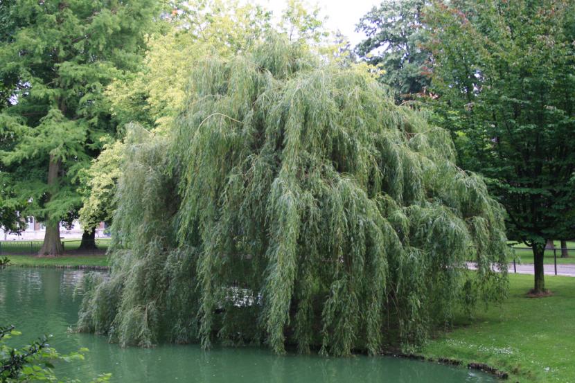 Salix babylonica