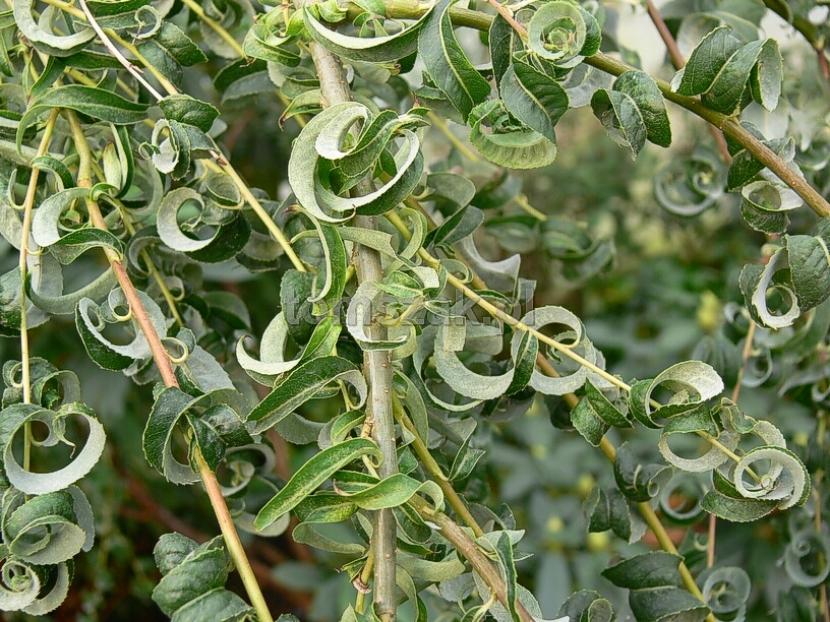 Salix babylonica 'Crispa'