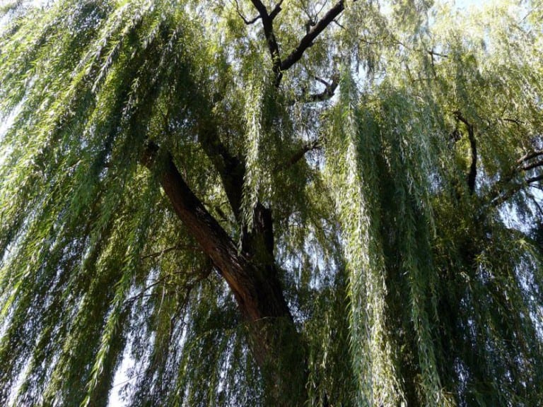 ️ El Sauce Llorón Guía Completa 2023