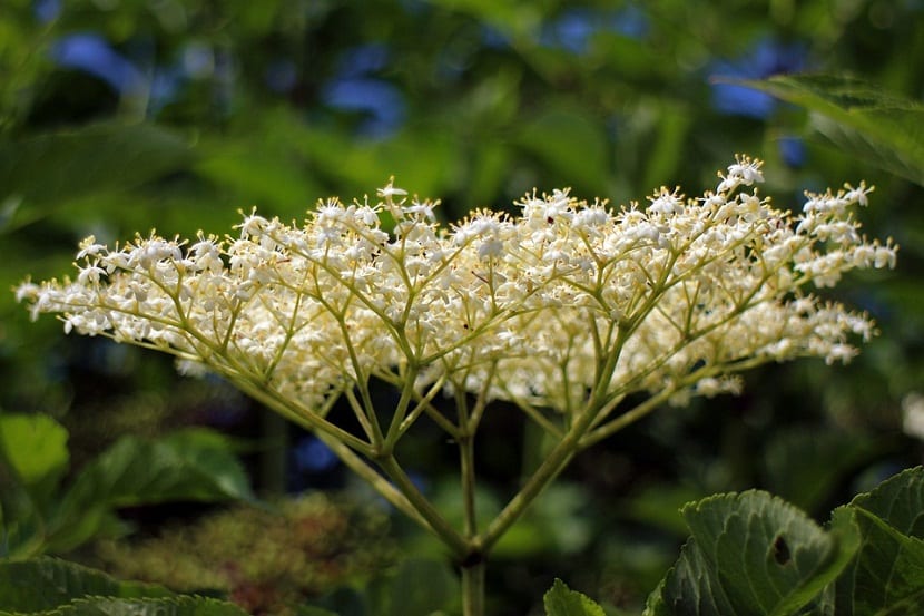 Las flores se componen de aceite esencial, flavonoides, ácidos fenólicos, taninos, vitamina C y minerales