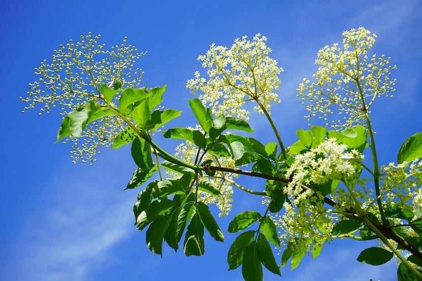 El Sauco se cultiva con fines ornamentales, alimenticios, artesanales y medicinales