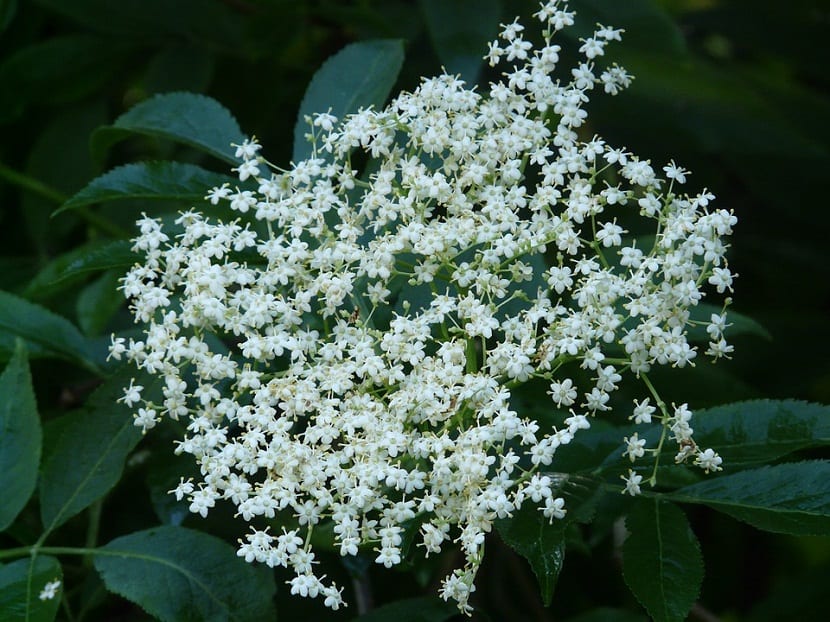 Su nombre botánico del Sauco es Sambucus nigra L