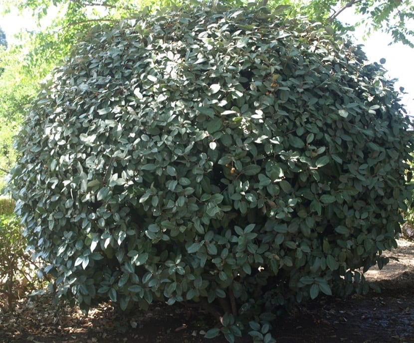 arbusto de forma redondeada de color verde llamado Eleagnus ebbingei