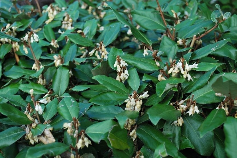 hojas muy verdes y flores tipo campanilla de color blaco del arbusto Eleagnus ebbingei