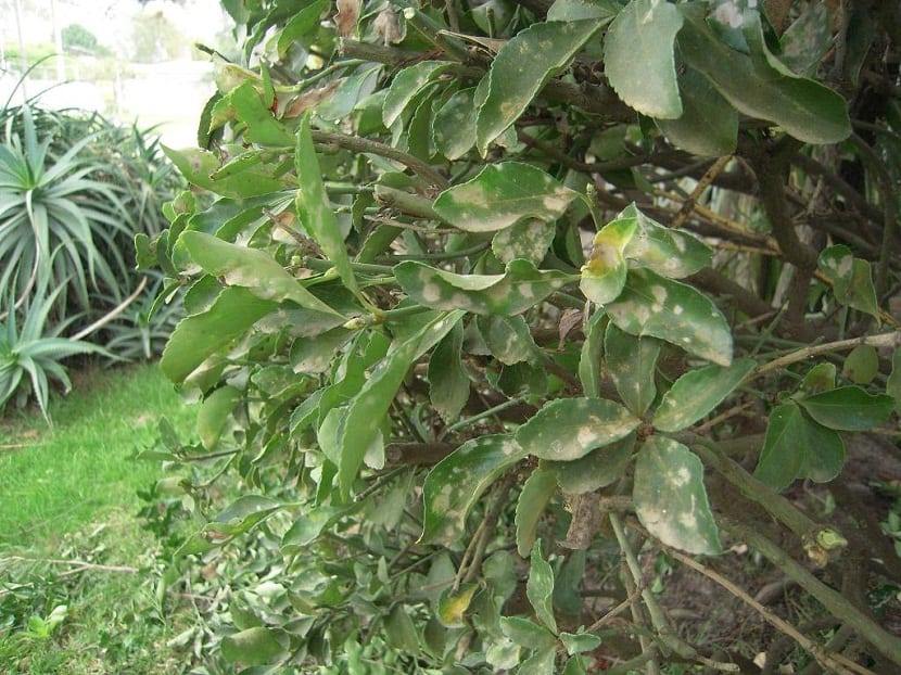 Elaeagnus pungens: identificación, cultivo, poda y variegados