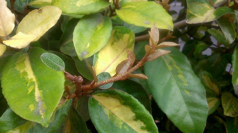 hojas de arbusto de color verde y amarillo gruesas