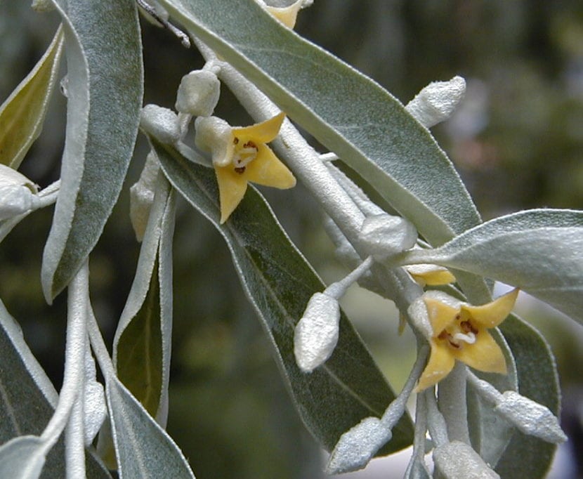 Eleagnus angustifolia