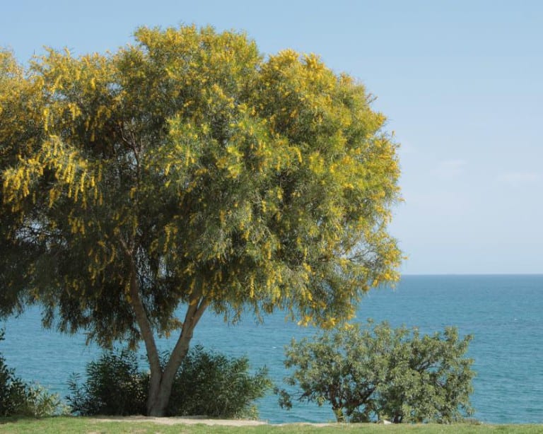 Ejemplar de Acacia saligna en flor
