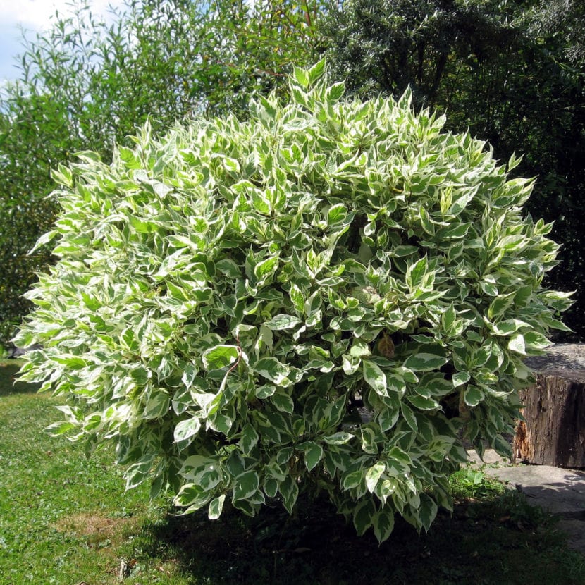 Ficus benjamina