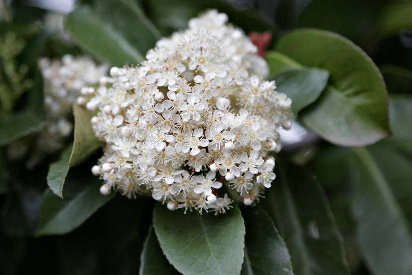 Flores de la Fotinia