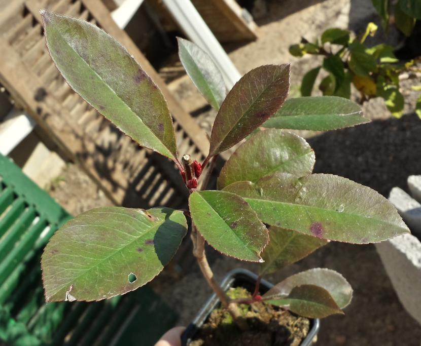 Photinia joven