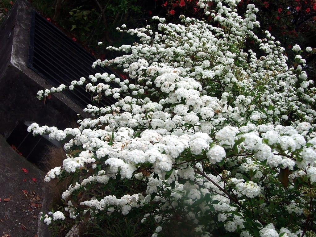 Corona de novia (Spiraea): cultivo, poda y floración