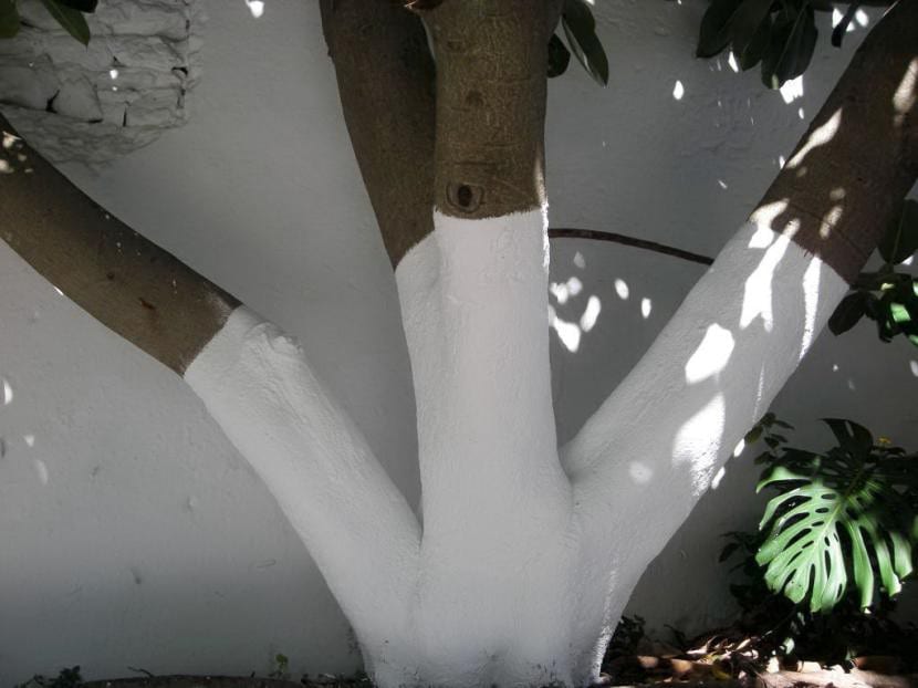 Árbol encalado